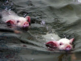 Pigs Compete Swimming Race at Pig Olympics Thursday April 14  2005 in Shanghai  China