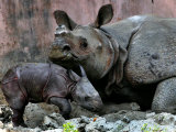 Hartali  a Rhinoceros at the Patna Zoo  is Seen with Her New Baby in Patna  India  January 24  2007