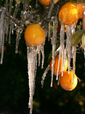 Drip Irrigation Creates Icicles and Forms an Insulation and Way of Protecting Oranges on the Trees