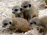 Jenny the Meerkat's Four New Babies Watch as She Stands at London Zoo