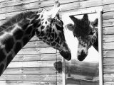 Maxi the Giraffe Gazing at Reflection in Mirror  1980