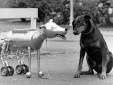 Robot Dog Meets a Real Doberman Dog