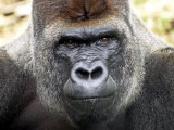Boulas the Silverback Male Gorilla at Belfast Zoo  July 2001