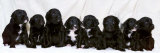 Eight Retriever and Labrador Puppies Sitting in a Row  December 2000