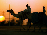 Camels at Sunset in Dubai  March 2000