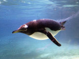 A Penguin at Belfast Zoo  June 2000