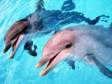 Samson the Bottlenose Dolphin Meets His New Mate at Whipsnade Zoo