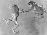 Tree Frogs