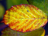Autumn Leaf Turning Red at Kenilworth Castle in Warwickshire