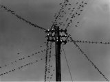 Swallows on Telegraph Pole Getting Ready for Migration