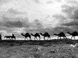 Christmas in the Holyland; a Camel Train on the Road to Jeruselem Palestine