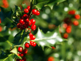 Holly Leaves with Lustrous Red Berries at Kenilworth Castle Grounds in Warwickshire