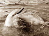 Dolphin Friendship