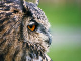 Ollie the European Eagle Owl  April 2003