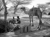 Local Men of Somaliland with Their Camels  1935