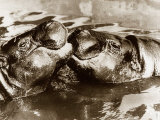 Hippos Kissing  1965