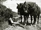 A Farmer Takes a Break with His 2 Horses after Ploughing His Field  1934