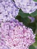 Close-up of Purple Blossoms