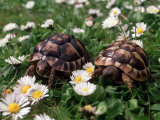 Tortoises in the Flower Beds