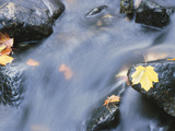 Maple Leaves on Rocks in Rapids