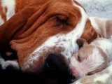 Bassett Hound with Puppies  December 1995
