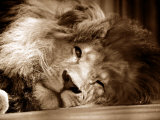 Lion Sleeping at Whipsnade Zoo Asleep One Eye Open  March 1959