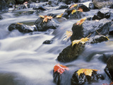 Maple Leaves on Rocks in Rapids