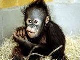 A Baby Orangutan at London Zoo  March 1984