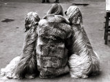Jackie Faith and Her Afghan Hounds  March 1968