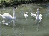 Flock of Swans Swimming on Pond