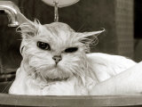 Bella the Persian Cat Gets a Soaking to Prepare Her for Shows  April 1985