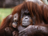 Orang-Utan Mother and Baby  April 1991