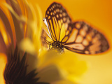 Monarch Butterfly on Daisy