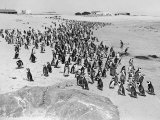 Penguins on the Beach at Dassen Island off the Coast of South Africa  1935