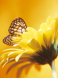 Black and Yellow Butterfly on Yellow Flower