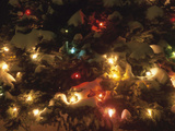 Christmas Lights on Snowy Evergreen Branches