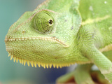 Green Chameleon