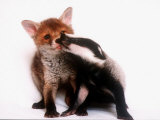 A Tale of Two Cubs  She's Always Badgering That Fox for a Kiss