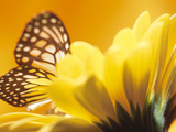 Monarch Butterfly on Daisy