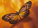 Monarch Butterfly on Orange Background