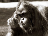 Orangutan with Chick  1981