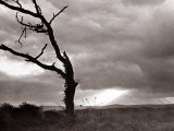A Dead Tree is Silhouetted Against the Suns Rays on Heath Land  1935