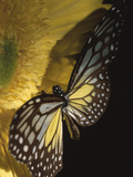 Beautiful Black and Yellow Butterfly on Blooming Yellow Flower