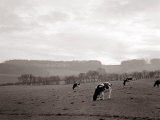 Cattle Grazing in a Field
