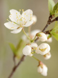 White Apple Blossom