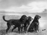 Jack Judy and Jill of Cromux Three Gordon Setters in a Field Owned by Eden