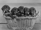 Basket of Puppies