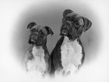 Two Unidentified Boxer Heads Slightly Tilted