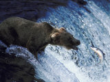 A Bear Trying to Catch a Fish