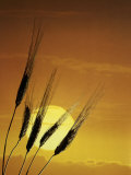 Wheat at Sunset
